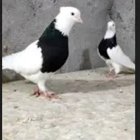 طوقی گم شده