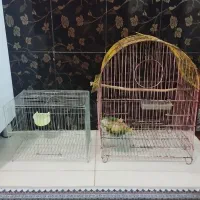 قفس پرنده قناری
