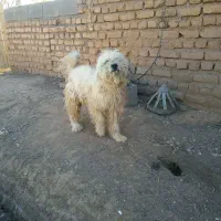 پاپی پشمالو|سگ|تربت جام, معدآباد|دیوار