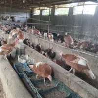 بو قلمون تخفیف یلدایی به هم استانی های عزیز|حیوانات مزرعه|لاهیجان, لیل|دیوار