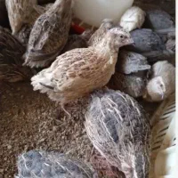 بلدرچین گوشتی و تخم گذار