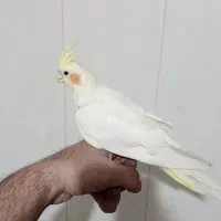 ۳تا طوطی عروس با قفس|پرنده|تهران, کرمان|دیوار