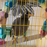 مرغ مینا|پرنده|لامرد, |دیوار