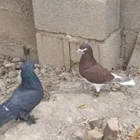 یه کفتر دونبی مادر عالی|پرنده|جم, |دیوار