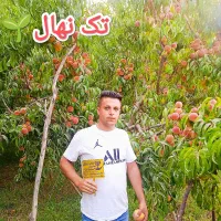 نهالستان تک نهال