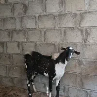 نری پچی|حیوانات مزرعه|درگهان, |دیوار