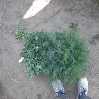واگذاری میوه سبزی