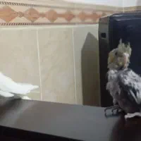 سرگرمی و فراقت