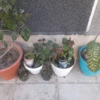 گلهای سالم سر حال|گل و گیاه طبیعی|هشتگرد, فاز ۳ مهستان|دیوار