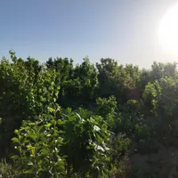 باغ و زمین کشاورزی مناسب انواع فعالیت های کشاورزی|فروش دفتر صنعتی، کشاورزی، تجاری|تهران, فردوسی|دیوار