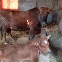 گاو دورگ محلی باگوساله نر