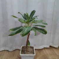 گل عروسکی