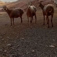 سلام خدمت دوستان ۴ راس میش دندان سالم فروشی فوری|حیوانات مزرعه|تربت جام, جامرود|دیوار