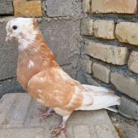 جفت آپاچی نقابی زیبا|پرنده|ماهیدشت, |دیوار