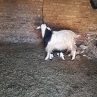 باسلام ودرودفروش یه راس بزبادوتاکهره نر