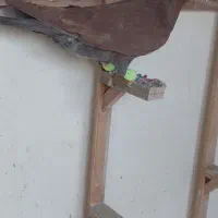 کفتر|پرنده|مشهد, ایثار|دیوار