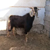 دبر ترکی