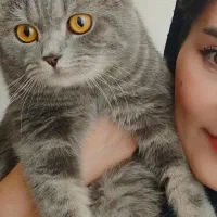 گربه بسیار زیبا مودب و همه چیزتمام|گربه|ارومیه, |دیوار