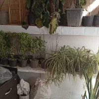 قفسه ام دی اف|کتابخانه، شلف، قفسه‌های دیواری|تهران, شهید رجایی|دیوار