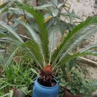 سیکاس بیش از ۱۰ سال|گل و گیاه طبیعی|بندر انزلی, تهران|دیوار