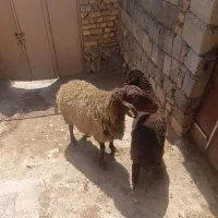 یک عدد میش بره روزگاری