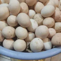 تخم مرغ طبیعی تازه