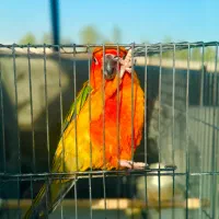 طوطی خورشیدی|پرنده|قم, نیروگاه|دیوار