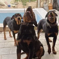 واگذاری سگ روتوایلر