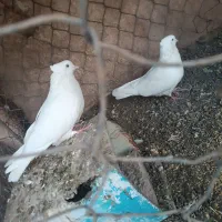 سفید چشم سفید کلاهی|پرنده|بم, |دیوار
