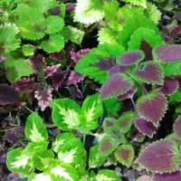 گل آپارتمانی آدنیوم حسن یوسوف پسونیا قاشقی شرابی