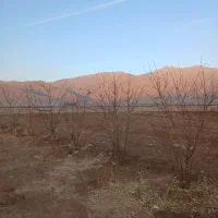 اجاره زمین کشاورزی