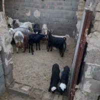 گوسفند فروشی