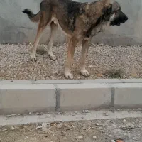 سگ پژدر|سگ|کوهنانی, |دیوار