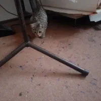 گربه رایگان واگذار می شود|گربه|ارومیه, |دیوار