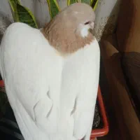 کفتر افغانی خال نر