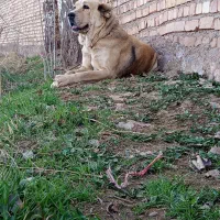 سگ گوسفندی|سگ|نیشابور, مازول|دیوار