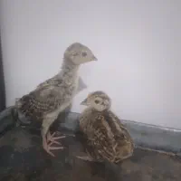 جوجه های زینتی