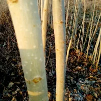 فروش کبودوصنوبر به جای دلال بیاازمن ارزون بخر|گل و گیاه طبیعی|میاندوآب, |دیوار