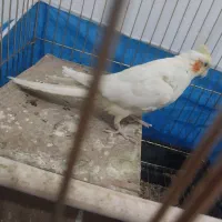 عروس هلندی|پرنده|سیرجان, |دیوار