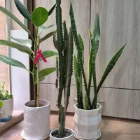 گل و گلدان افوربیا