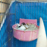 فنچ بنگالی .گلدین ونرگسی