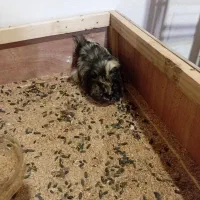 خوکچه هندی|موش و خرگوش|مشهد, شهرک بهارستان|دیوار