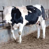 فروش گوساله چاق