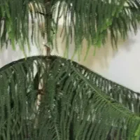 گل کاج مطبق