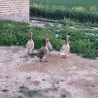 غاز|حیوانات مزرعه|زرقان, |دیوار