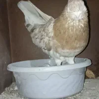 کفتر.سرور.نر.کبوتر|پرنده|گرگان, |دیوار