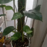 پتوس پهن برگ