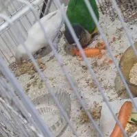 ی عدد کوتوله سفید الینو فک کنم جوجس فرار ی بوده