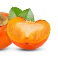 پیشفروش نهال شناسه دار خرمالو|خدمات باغبانی و درختکاری|بدره, |دیوار