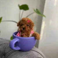 اپریکات و رد podelپودل‌ به همراه بازدید باهماهنگی